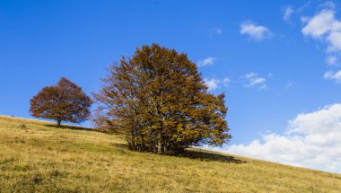 Sonbahar, sonbahar manzara ağaçlar tam renkli, düşen yapraklar, güneşli mavi gökyüzü ile