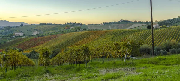 Προβολή των αμπελώνων στα φθινοπωρινά χρώματα έτοιμα για συγκομιδή και την παραγωγή κρασιού. — Φωτογραφία Αρχείου