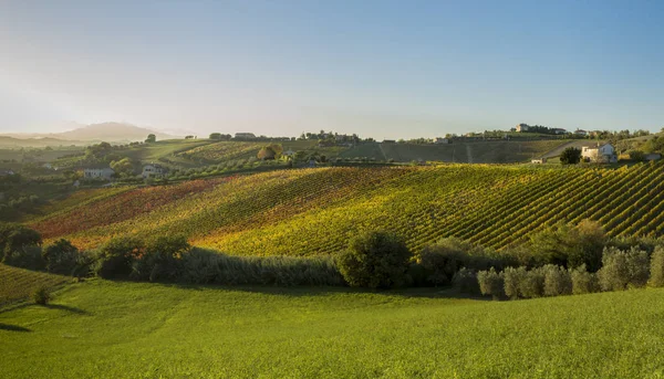 Vista de viñedos en colores otoñales listos para la cosecha y producción de vino . —  Fotos de Stock