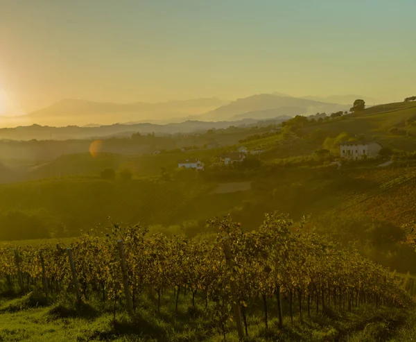 Vista de viñedos en colores otoñales listos para la cosecha y producción de vino . —  Fotos de Stock