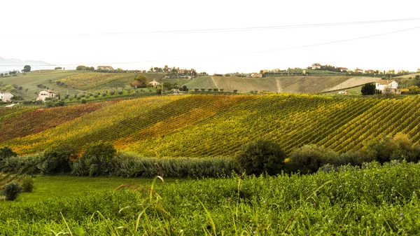 Vista de viñedos en colores otoñales listos para la cosecha y producción de vino . —  Fotos de Stock