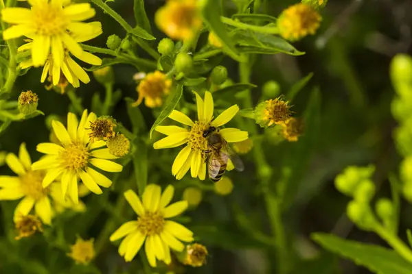 Abeille ramassant du pollen sur une petite fleur jaune — Photo