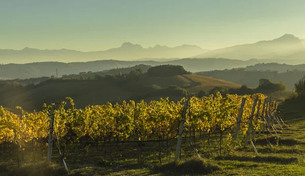 Vista de viñedos en colores otoñales listos para la cosecha y producción de vino . —  Fotos de Stock