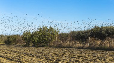 Bir doğal rezerv İtalya gökyüzünde güzel kuşlar
