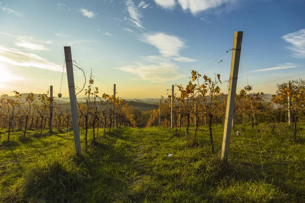 Vista de vinhas em cores outonais prontas para colheita e produção de vinho . — Fotografia de Stock