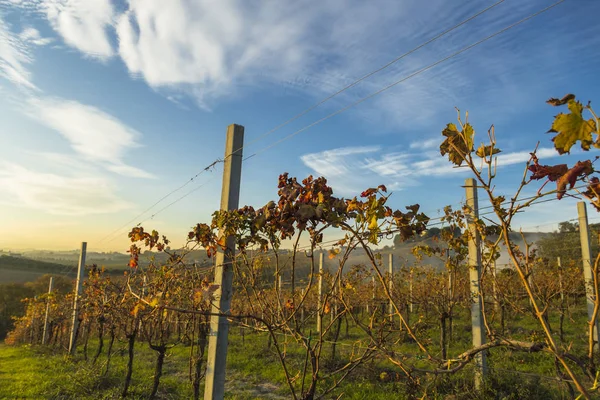 Vista de vinhas em cores outonais prontas para colheita e produção de vinho . — Fotografia de Stock