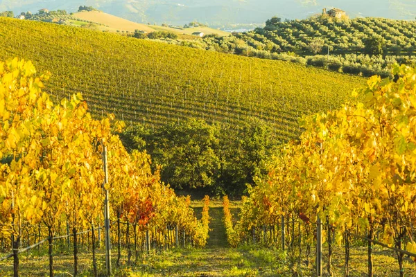 Vista de vinhas em cores outonais prontas para colheita e produção de vinho . — Fotografia de Stock