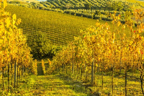 Utsikt över vingårdarna i höstliga färger redo för skörd och produktion av vin. — Stockfoto