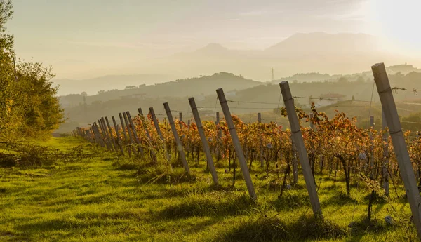 Vista de viñedos en colores otoñales listos para la cosecha y producción de vino . —  Fotos de Stock