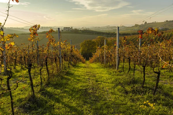 Vista de viñedos en colores otoñales listos para la cosecha y producción de vino . —  Fotos de Stock