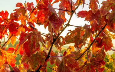 Üzüm bağları görünümünü sonbahar renkleri hasat ve şarap üretim için hazır bırakır.