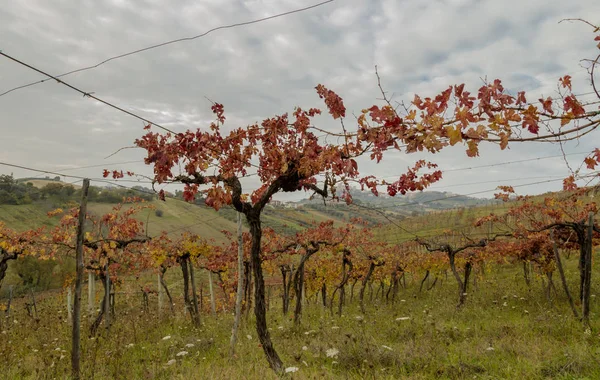 Folhas de vinhas em cores outonais prontas para a colheita e produção de vinho . — Fotografia de Stock