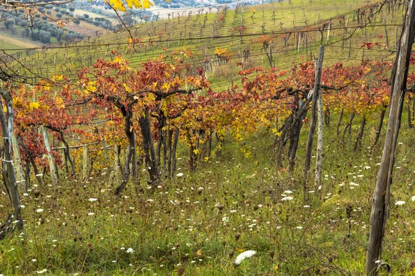 Folha de vinhas em cores outonais pronto para a colheita e produção de vinho . — Fotografia de Stock