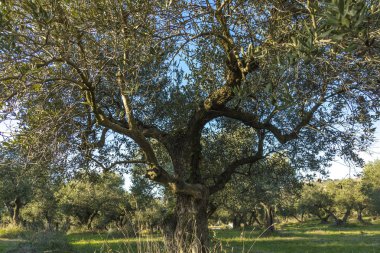 Monteprandone (Marche) İtalya eski zeytin ağacı ile Akdeniz zeytin alan.