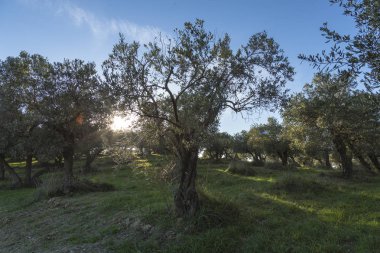 Monteprandone (Marche) İtalya eski zeytin ağacı ile Akdeniz zeytin alan.