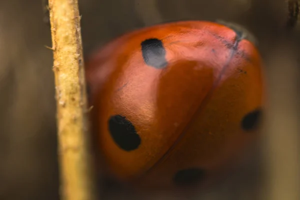 Sieben gefleckte rote Marienkäfer (coccinella septempunctata) im Frühling — Stockfoto