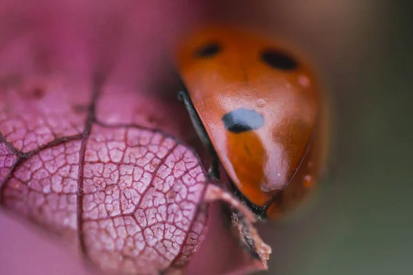 Siedem zauważył czerwona biedronka (Coccinella septempunctata) na wiosnę — Zdjęcie stockowe