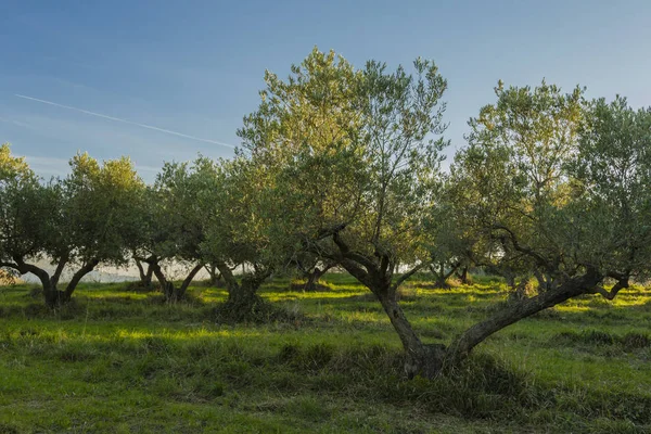 Mediterranean olive field with old olive tree in Monteprandone (Marche) Italy.