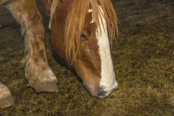 Hermoso caballo marrón en pose bajo al atardecer — Foto de Stock