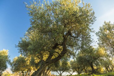 Monteprandone (Marche) İtalya eski zeytin ağacı ile Akdeniz zeytin alan.