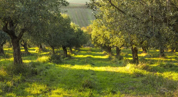 Μεσογειακή Ελιά πεδίο με παλιό δέντρο ελιάς, στην Ιταλία (Marche) Monteprandone. — Φωτογραφία Αρχείου