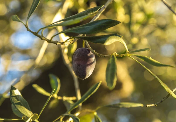 Olive on olive tree in autumn. Season nature image