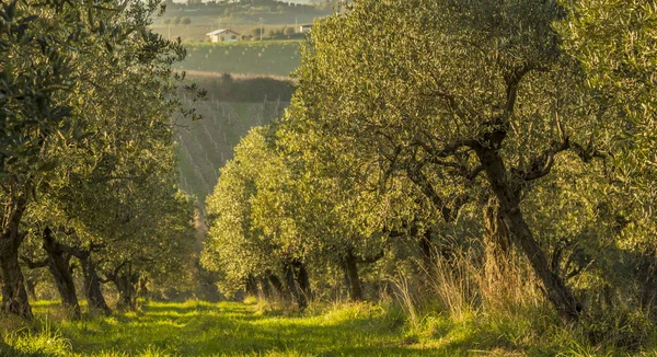 Mediterranean olive field with old olive tree in Monteprandone (Marche) Italy. — Stock Photo, Image
