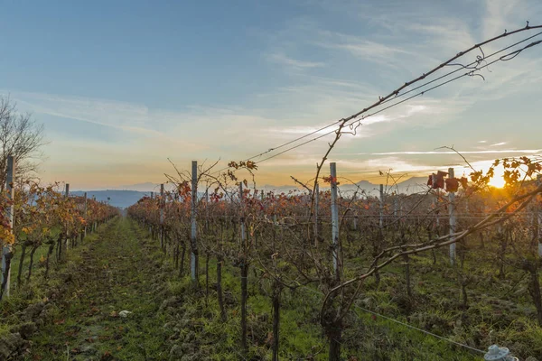 Vista de vinhas em cores outonais prontas para colheita e produção de vinho . — Fotografia de Stock