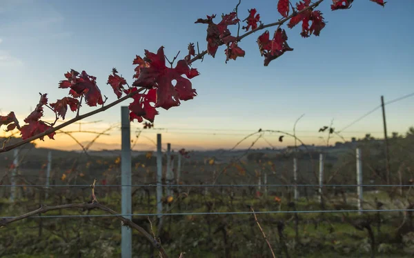 Folhas de vinhas em cores outonais prontas para a colheita e produção de vinho . — Fotografia de Stock