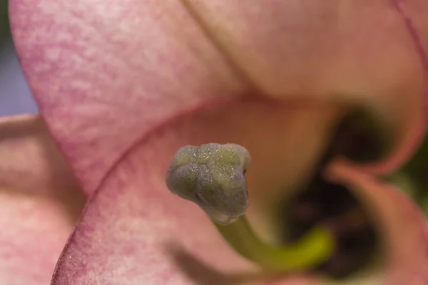 Pestík makro fotografii růžová lilie — Stock fotografie