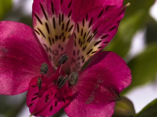 Macro of a pink Astromelia flower against a green background — Stock Photo, Image