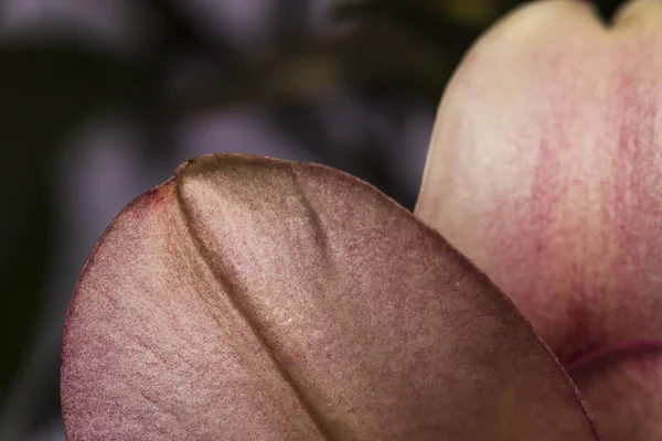 Makro der Blütenblätter einer frischen rosa Lilie — Stockfoto