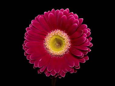 Siyah arkaplanda pembe gerbera çiçeği