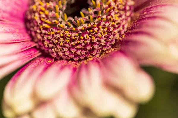 Kwiat różowy gerbera na tle zieleni — Zdjęcie stockowe