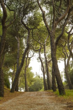 İtalya, Grottammare, plaja yakın çam ağaçları