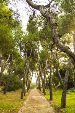 İtalya, Grottammare, plaja yakın çam ağaçları