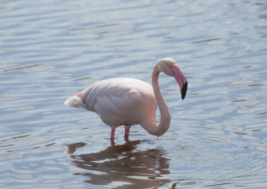 Flamingo bir su birikintisi suya yansıyan