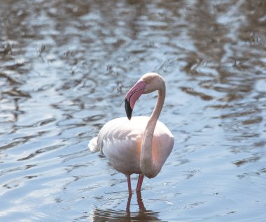 Flamingo bir su birikintisi suya yansıyan