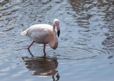 Flamingo bir su birikintisi suya yansıyan
