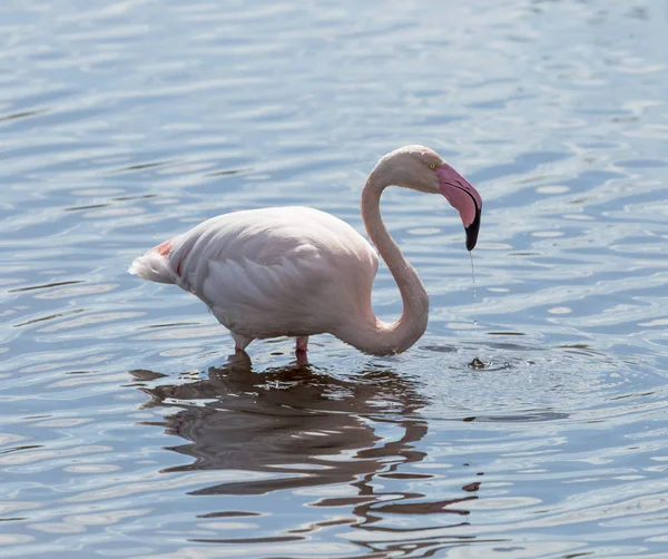 Flamingo bir su birikintisi suya yansıyan
