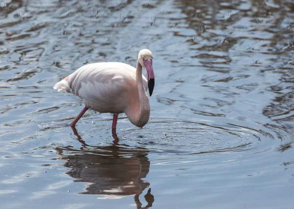 Фламинго отражается в воде пруда — стоковое фото
