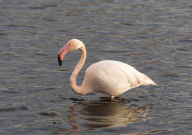 Flamingo bir su birikintisi suya yansıyan