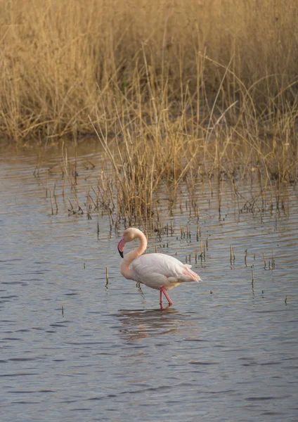 Flamingo znajduje odzwierciedlenie w wodzie stawu — Zdjęcie stockowe