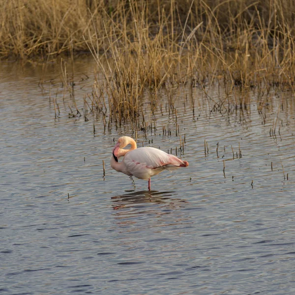 Flamingo znajduje odzwierciedlenie w wodzie stawu — Zdjęcie stockowe