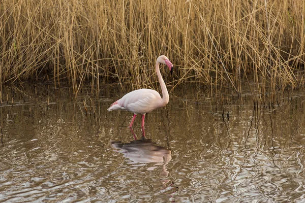 Flamingo bir su birikintisi suya yansıyan — Stok fotoğraf