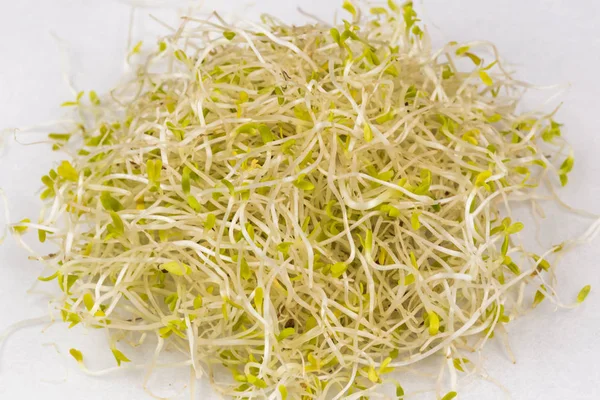 Erba medica fresca germogli su sfondo bianco — Foto Stock