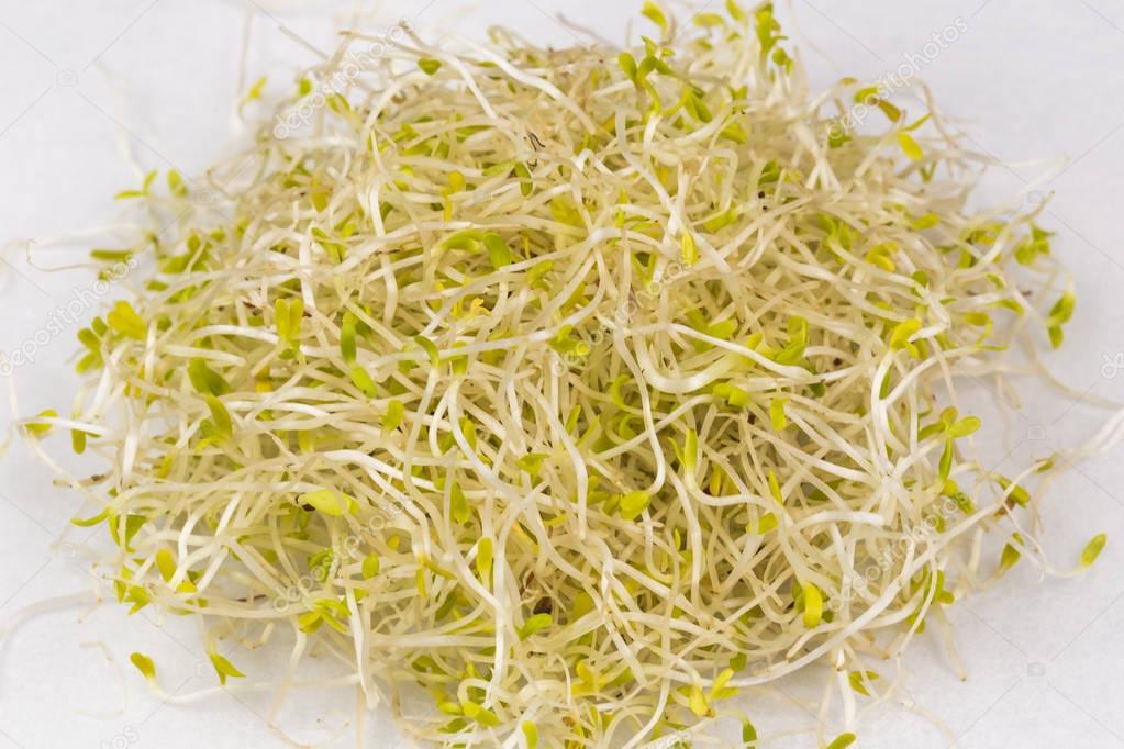 Fresh Alfalfa sprouts on white background