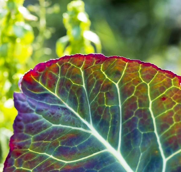 Colorful mature cauliflower leaf on green background — Stock Photo, Image