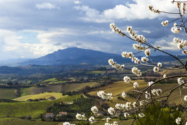 Beautiful landscape with countryside, mountain, cherry flower and cloudy sky — Stock Photo, Image