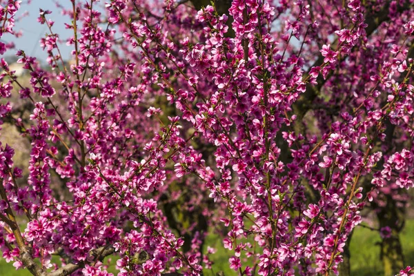 Peach branches loaded with pink flowers in a garden — Stock Photo, Image